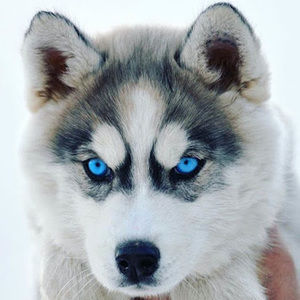 Meet your Posher, Mackenzie